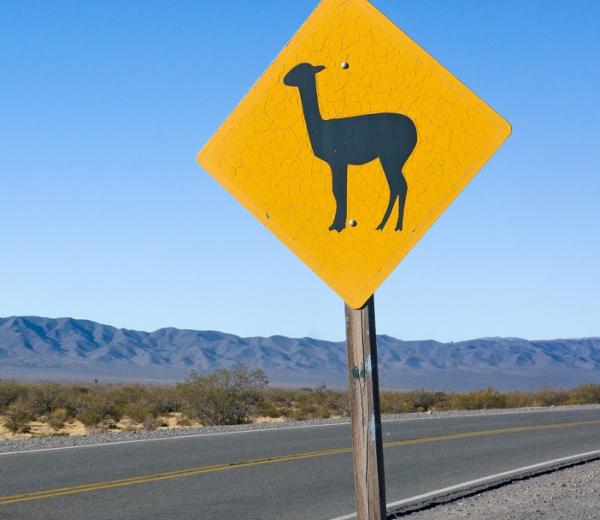 Auf einer Südamerika Kreuzfahrt mit Princess Cruises können Urlauber in Chile Lama Schilder an Straßenrändern sehen.